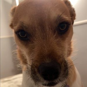 Meet your Posher, Bella